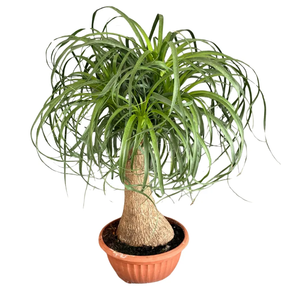 Beaucarnea (Mangiafumo) altezza 55 cm