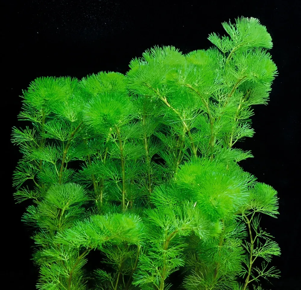 Cabomba Aquatica